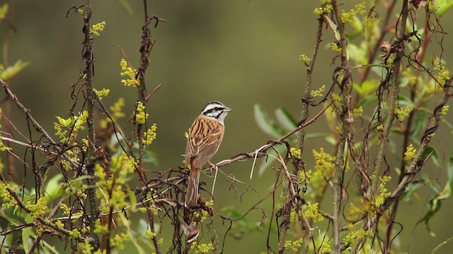 Rock Bunting - ML515659