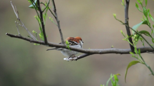 Russet Sparrow - ML515660