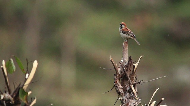 Russet Sparrow - ML515661