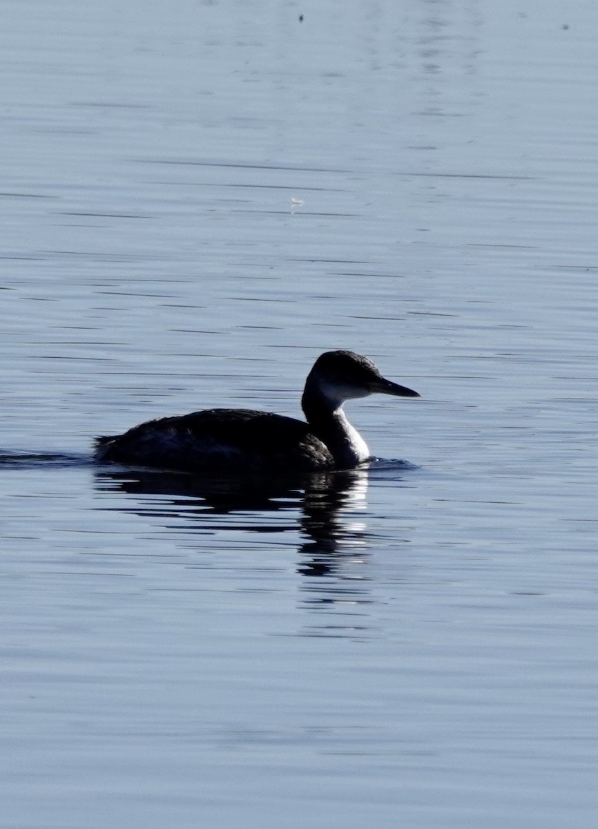 Red-necked Grebe - ML515661271