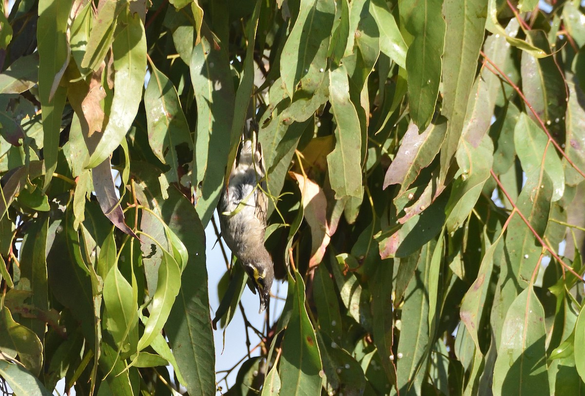 Yellow-faced Honeyeater - ML515661581