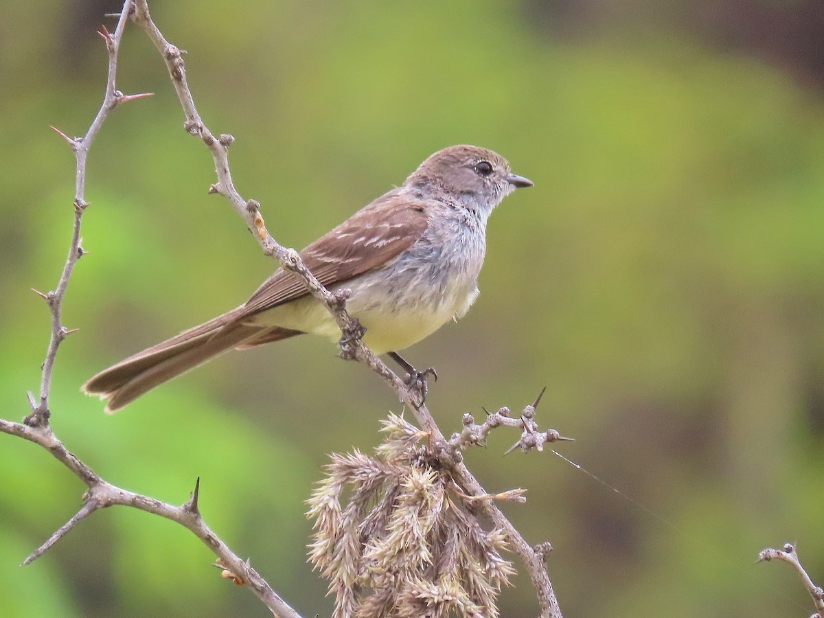 Southern Scrub-Flycatcher - Àlex Giménez