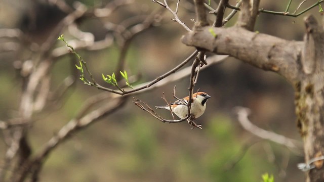 Russet Sparrow - ML515662