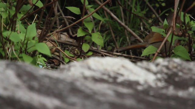 Streaked Laughingthrush - ML515665