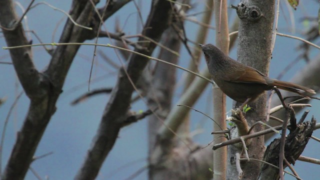 Streaked Laughingthrush - ML515666