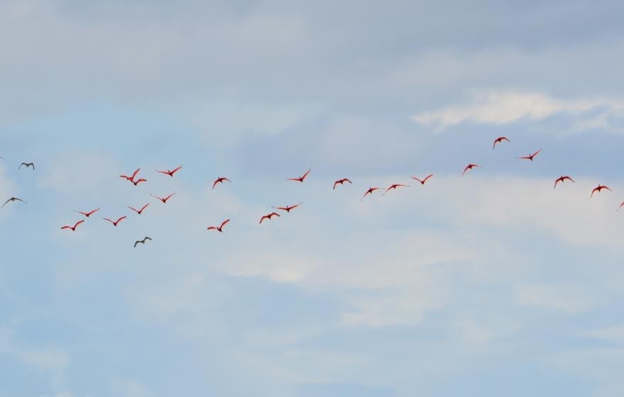 Scarlet Ibis - ML515666331