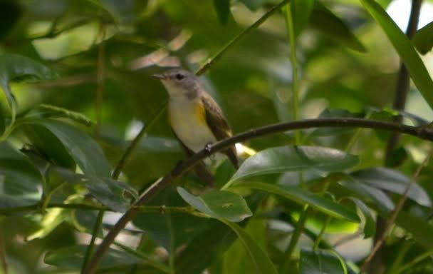 American Redstart - ML515667071