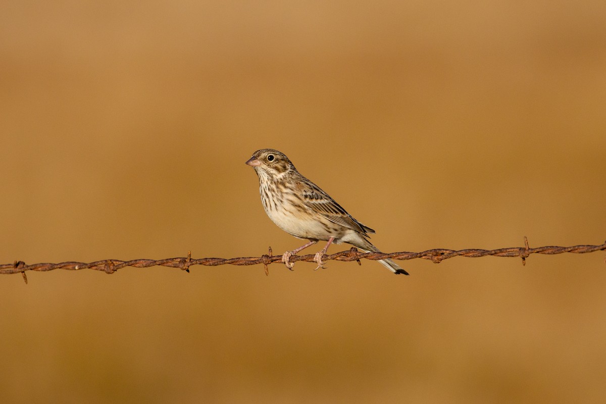 Vesper Sparrow - ML515667801