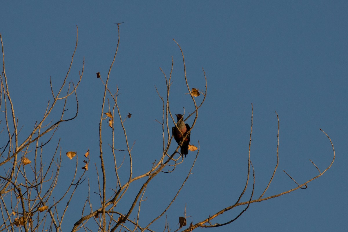 Lewis's Woodpecker - ML515667921