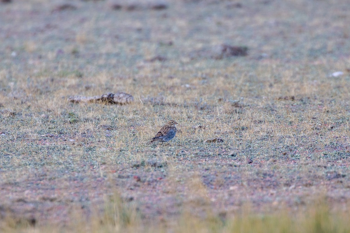 Thick-billed Longspur - ML515670171