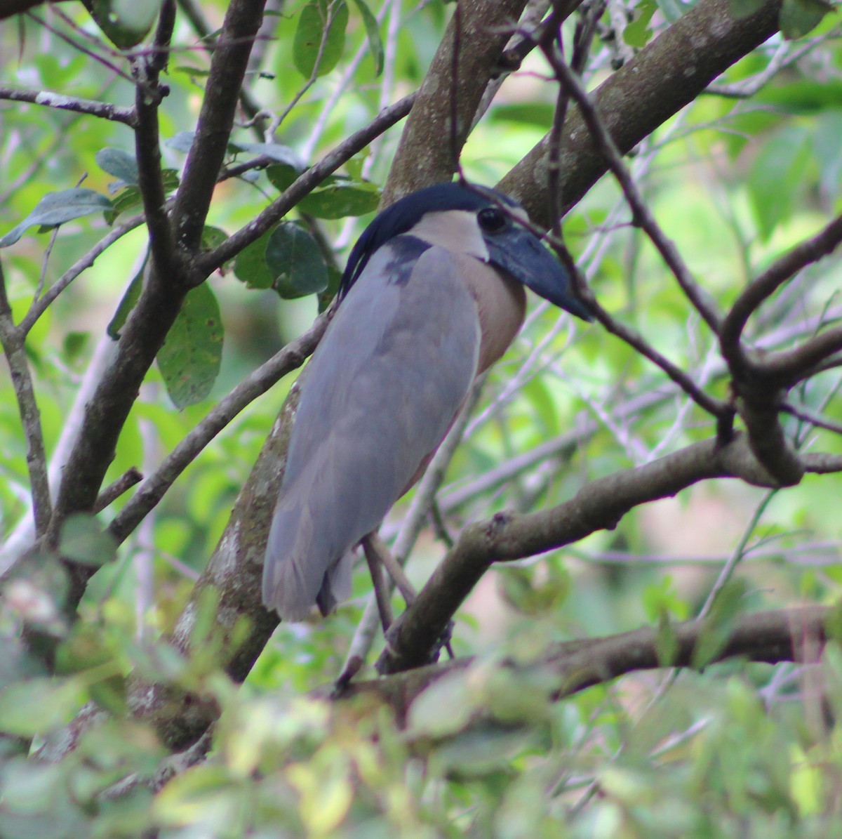 Boat-billed Heron - ML51567061