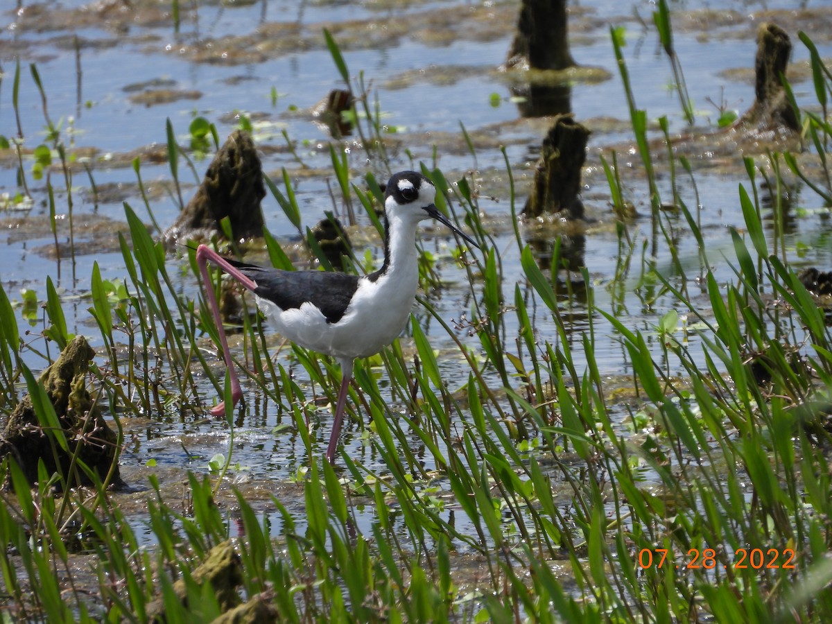 Black-necked Stilt - ML515671271