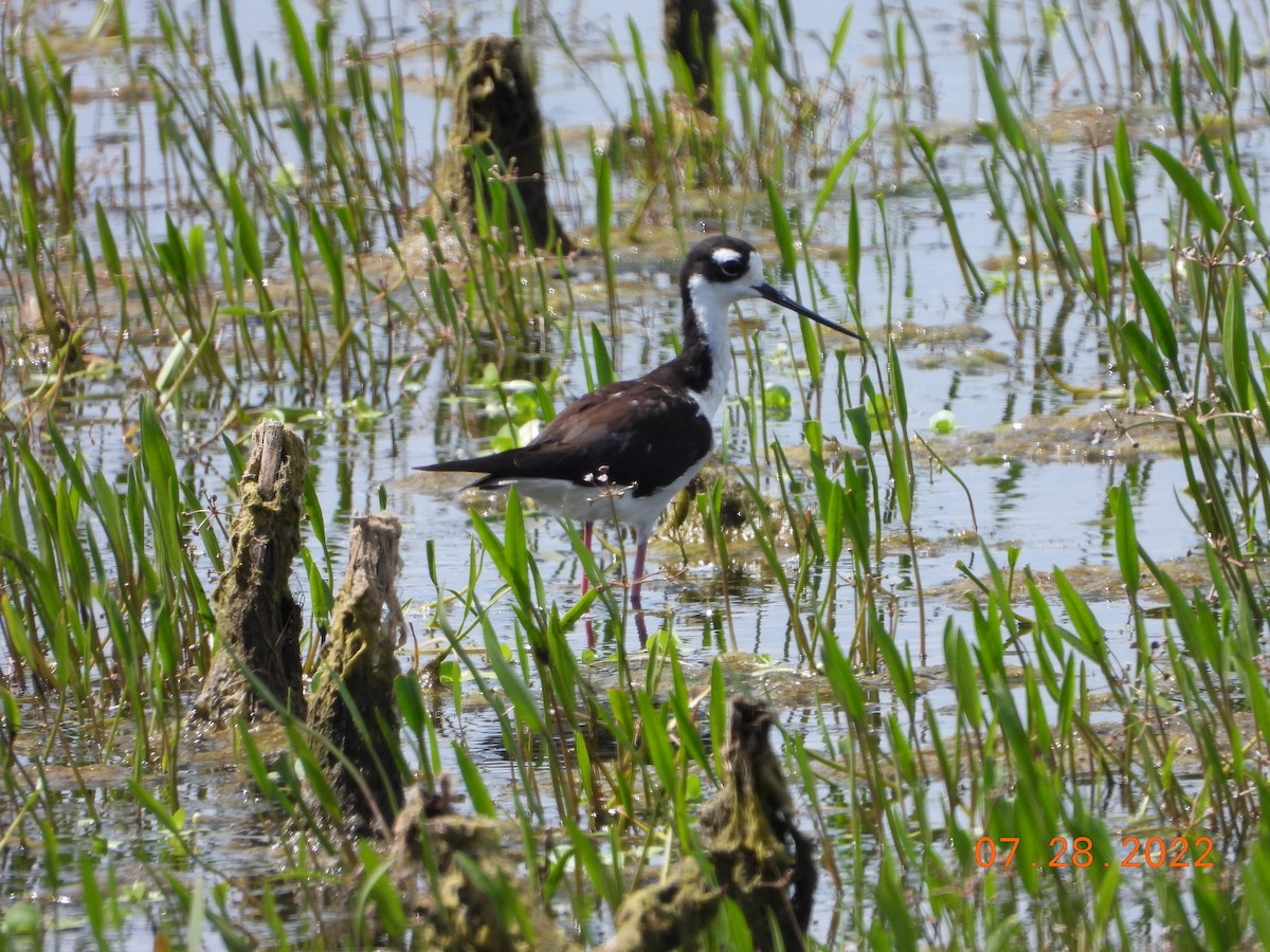 Black-necked Stilt - ML515671281