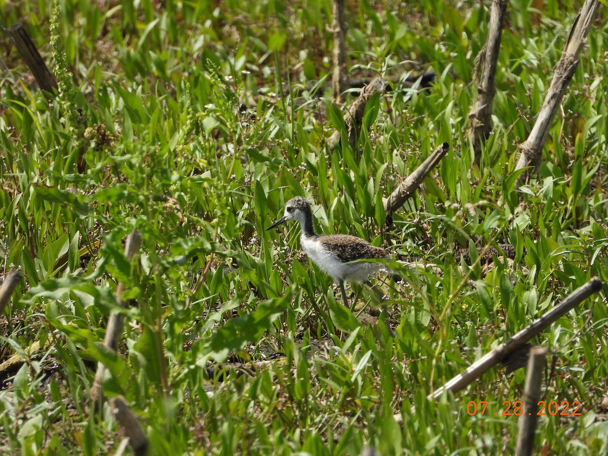 Black-necked Stilt - Bob Anderson