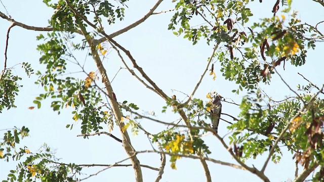 Coucou à ailes courtes - ML515672