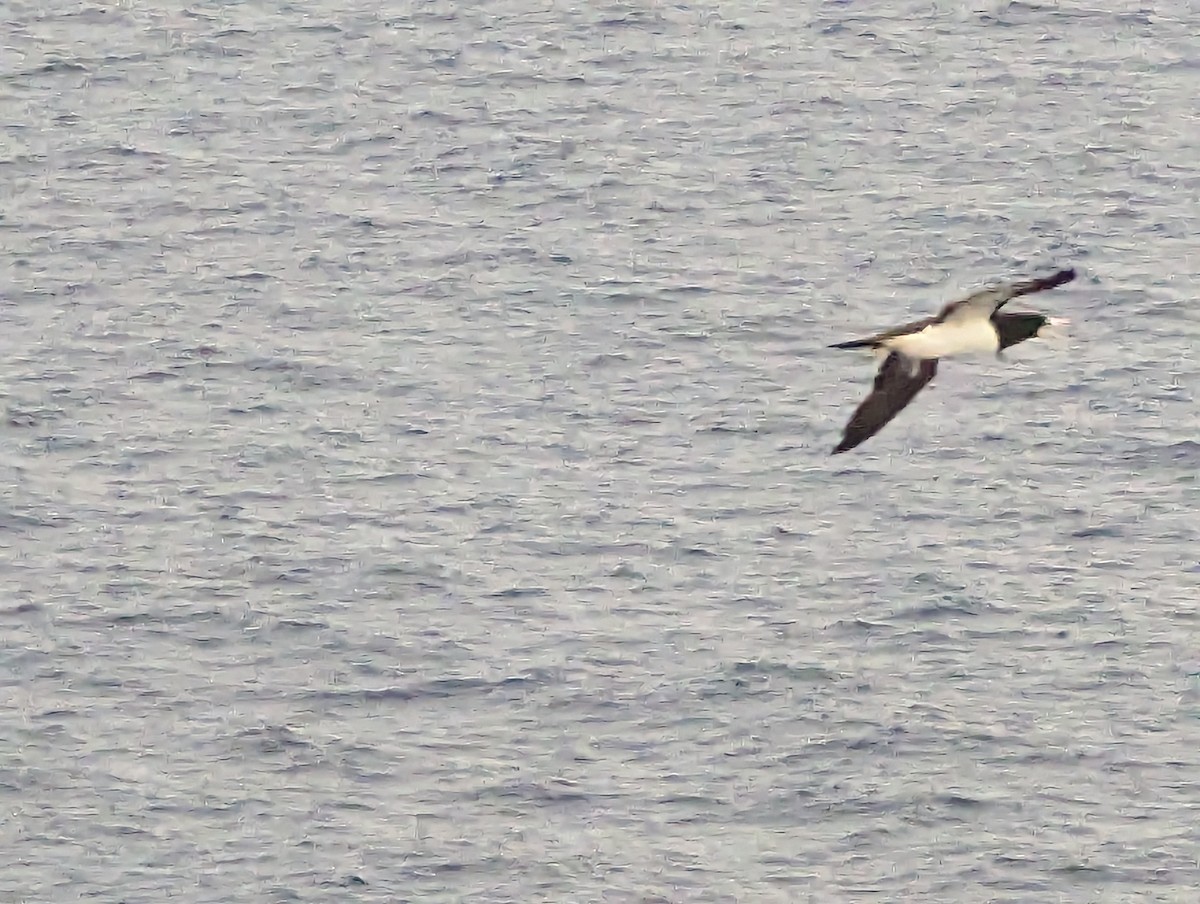 Brown Booby - ML515672131