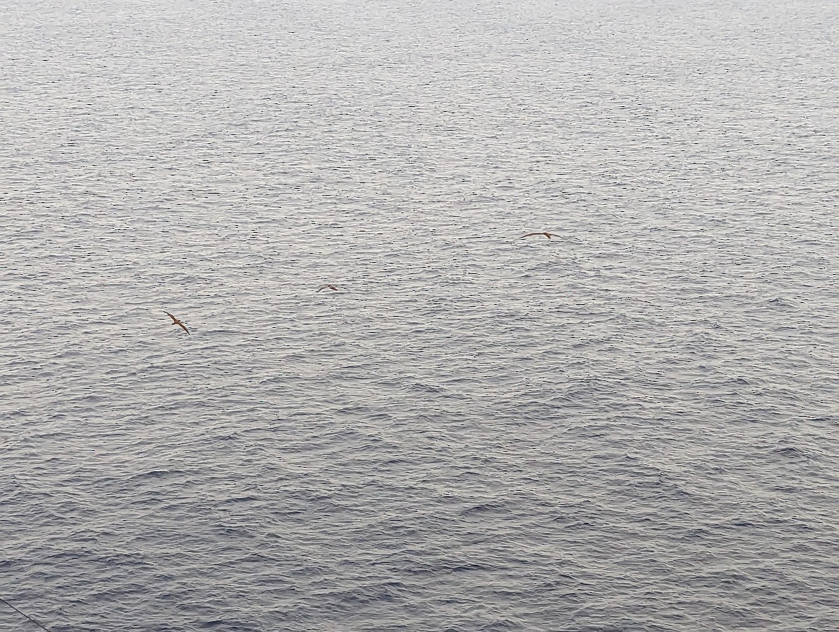 Brown Booby - ML515672141