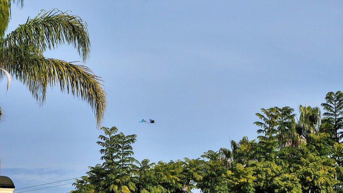 large macaw sp. - ML515672911