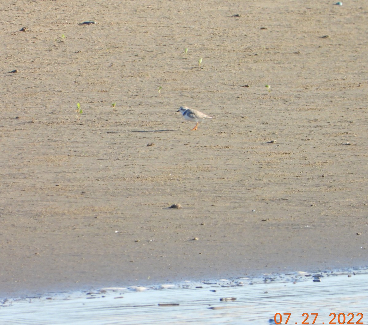 Piping Plover - Bob Anderson