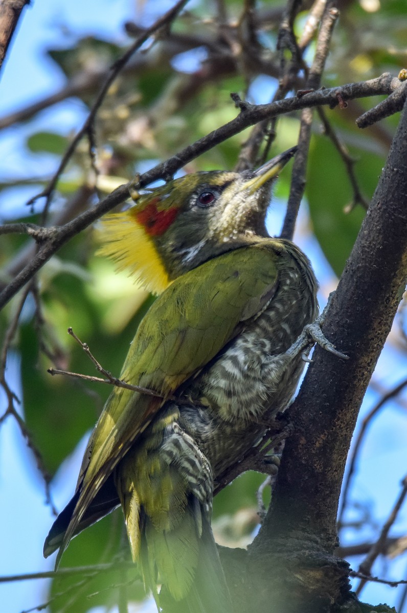 Lesser Yellownape - ML515674121