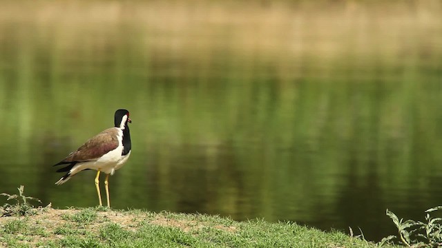 Red-wattled Lapwing - ML515675