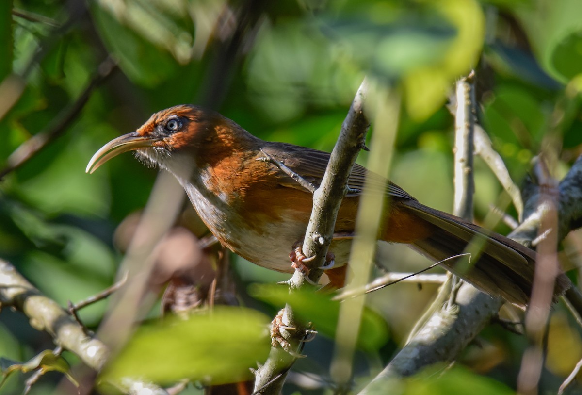 Rusty-cheeked Scimitar-Babbler - ML515675191