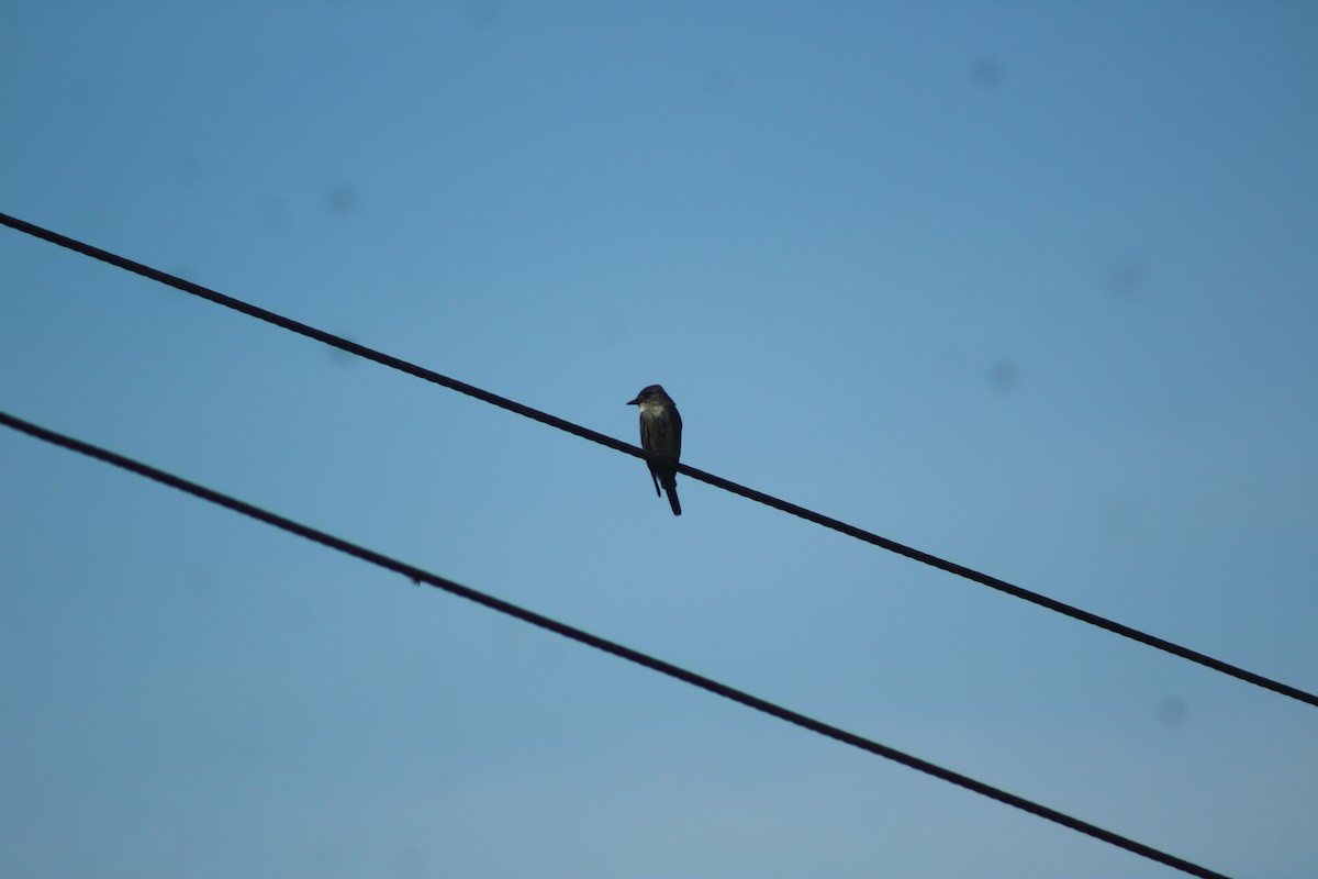 Olive-sided Flycatcher - ML515675551