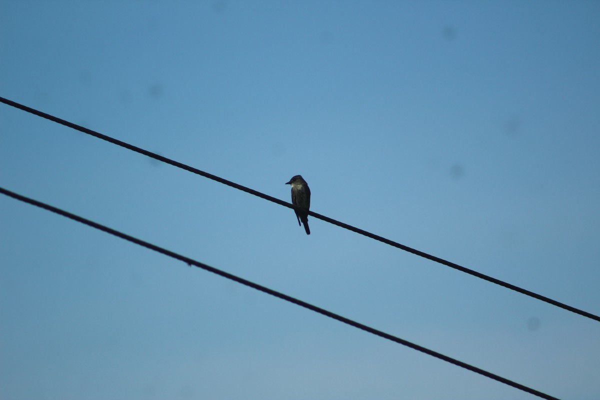 Olive-sided Flycatcher - Daniel de Jesus Garcia León