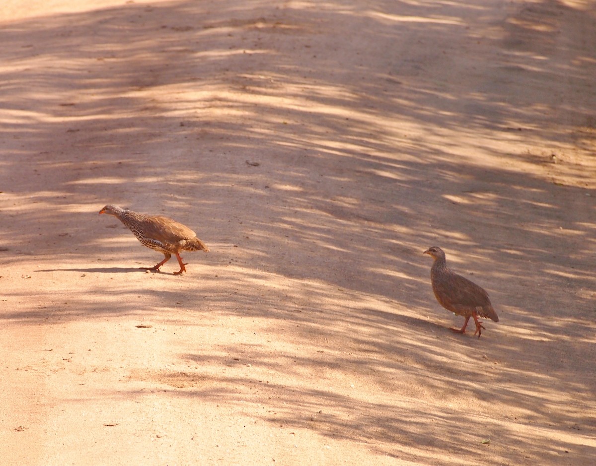 Hildebrandt's Spurfowl - ML515676731