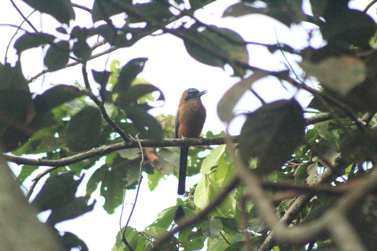 Whooping Motmot - Daniel de Jesus Garcia León