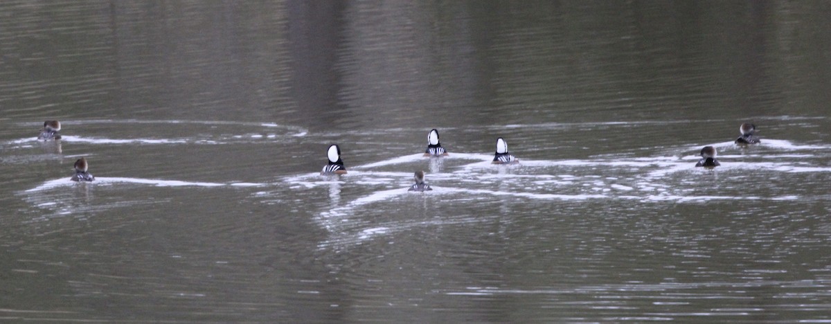 Hooded Merganser - ML515678161