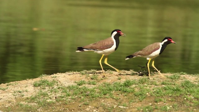 Red-wattled Lapwing - ML515679