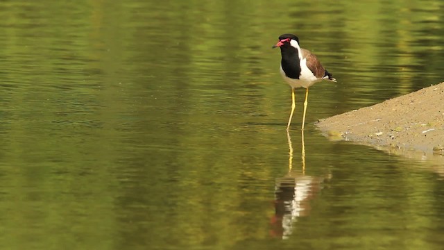 Red-wattled Lapwing - ML515680