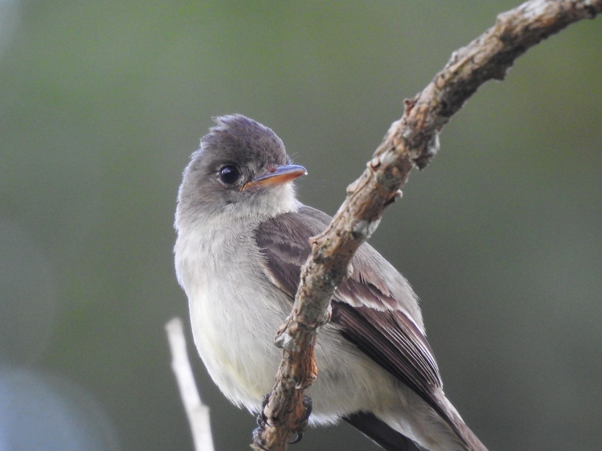 Northern Tropical Pewee - ML515682371