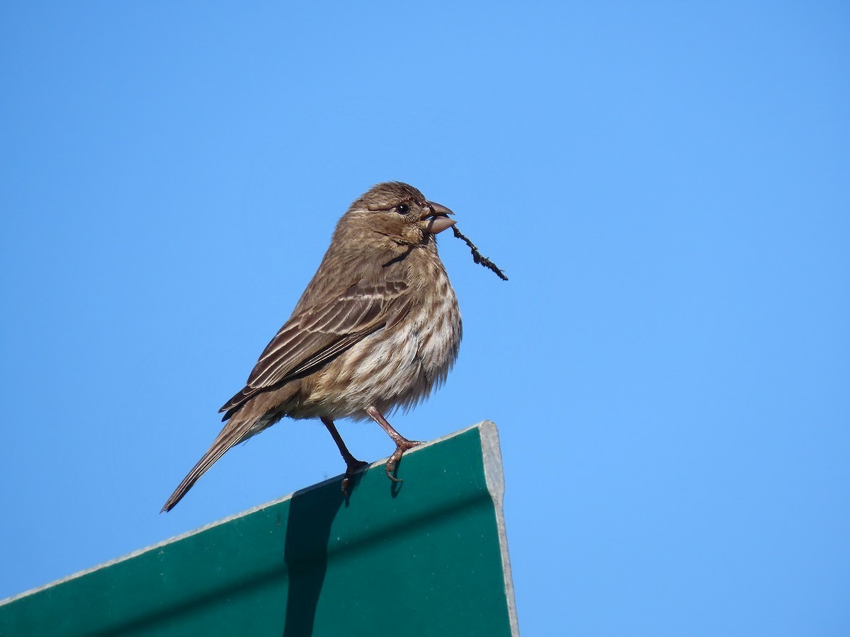 House Finch - Long-eared Owl