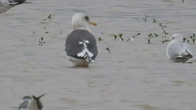 Gaviota de Kamchatka - ML515682661