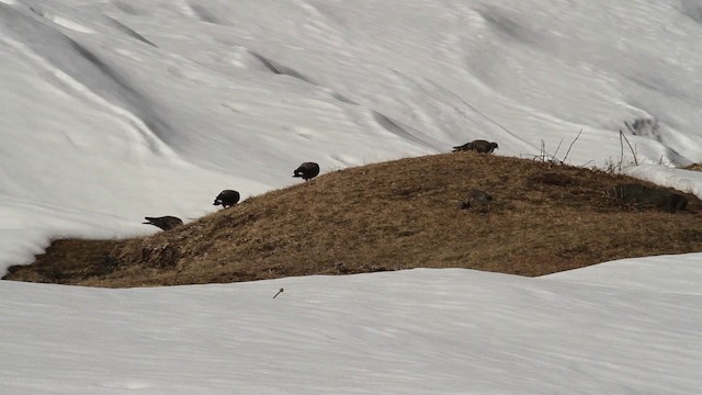 Pigeon des neiges - ML515683