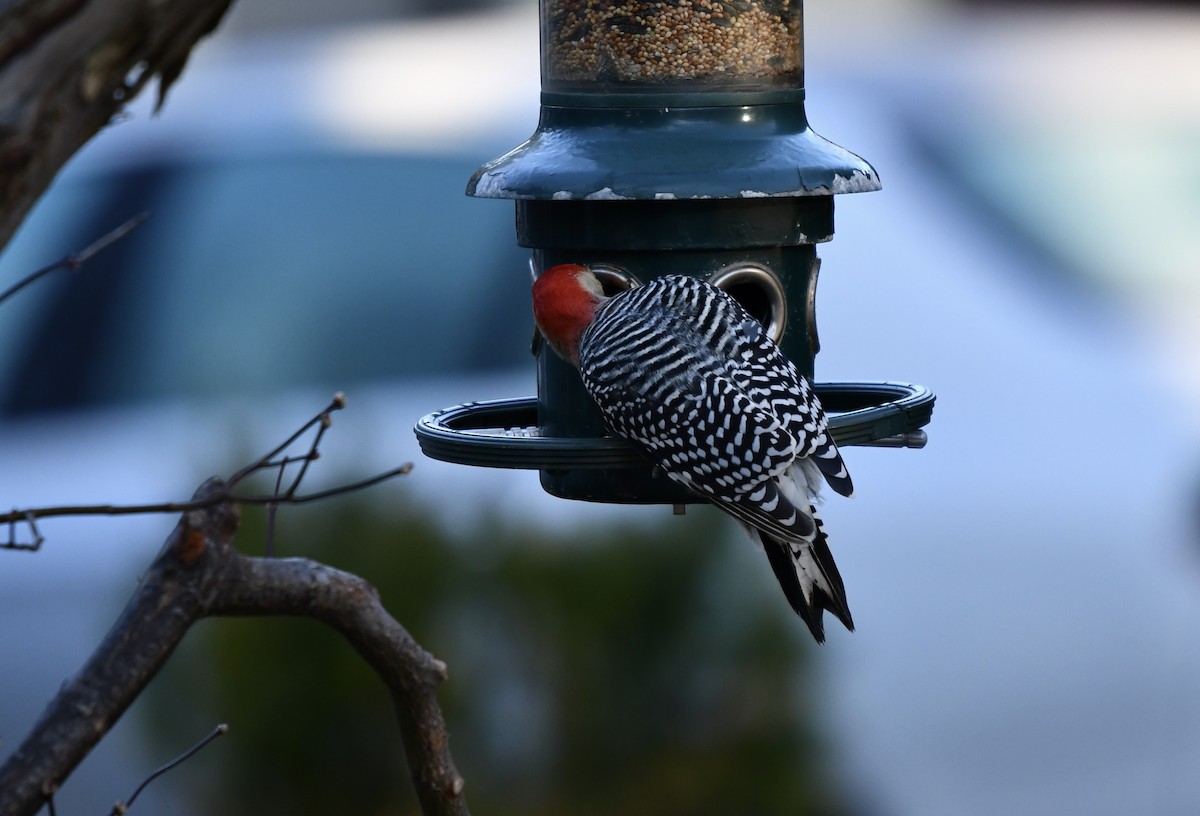 Red-bellied Woodpecker - ML515683001