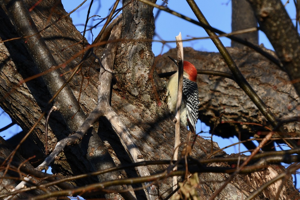 Red-bellied Woodpecker - ML515683141