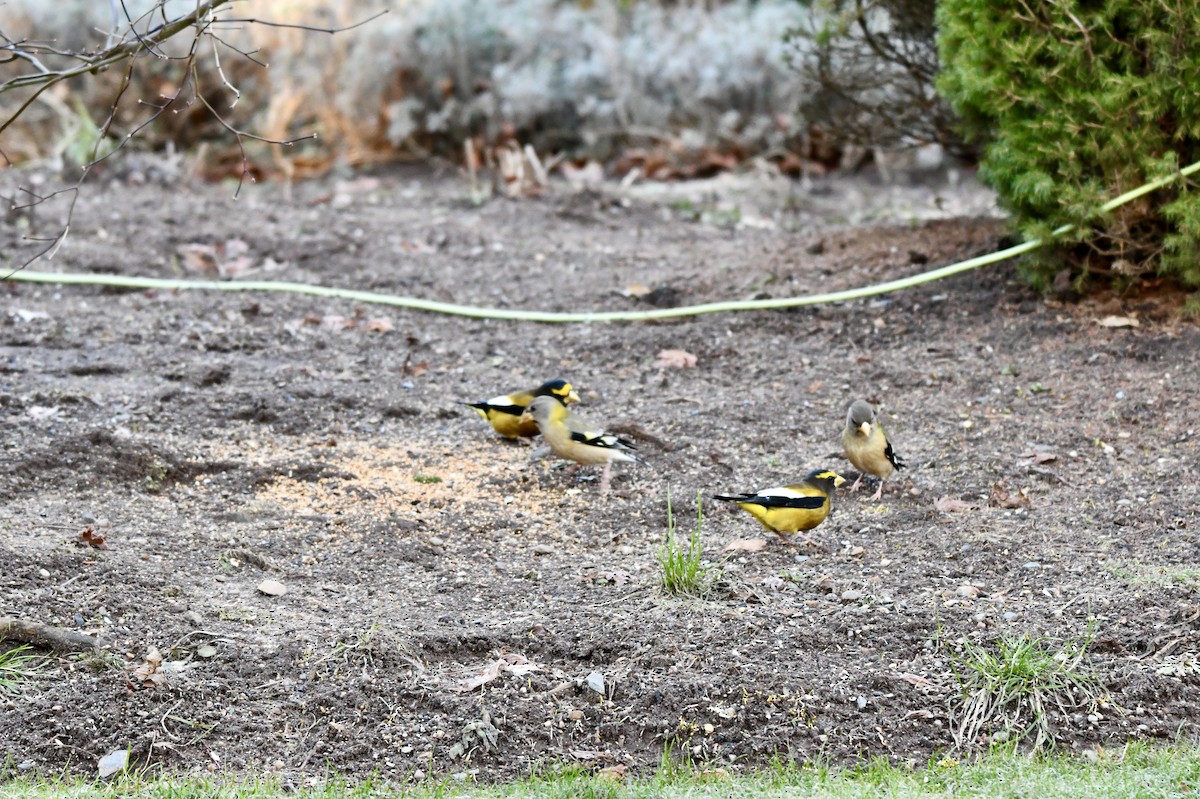 Evening Grosbeak - ML515683361