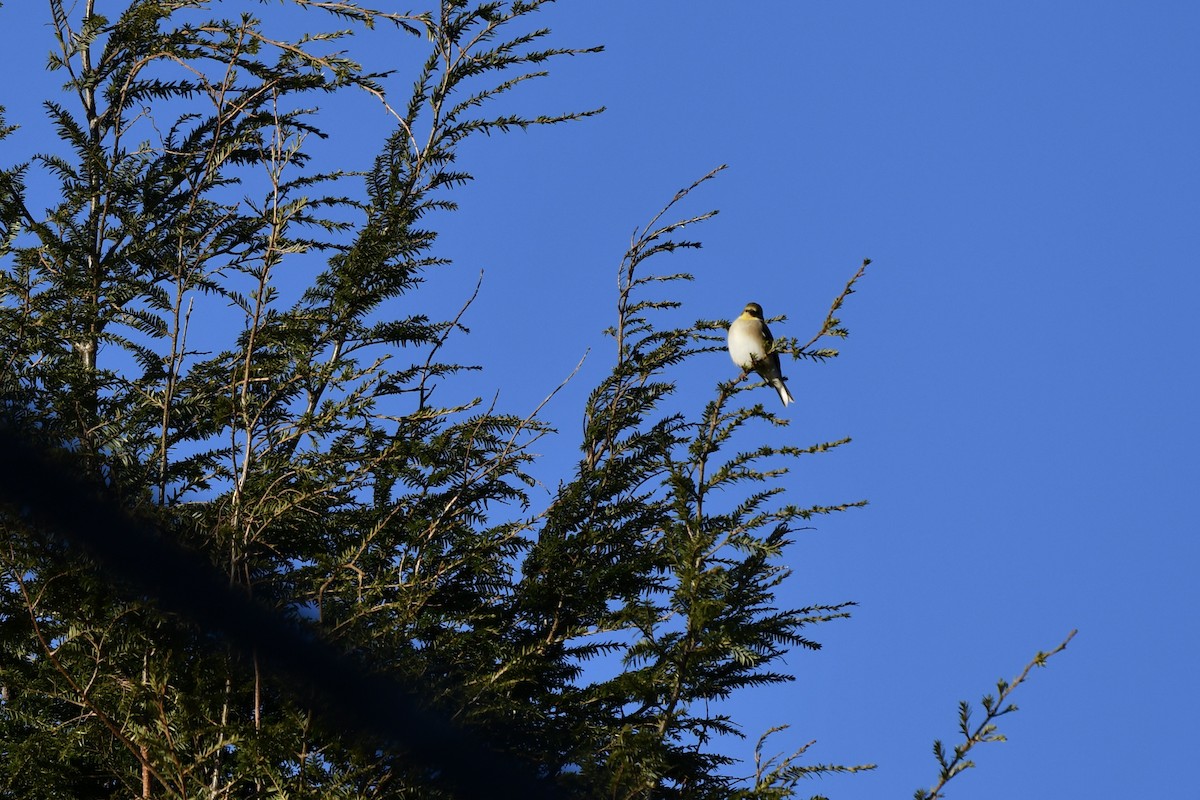 American Goldfinch - ML515683471