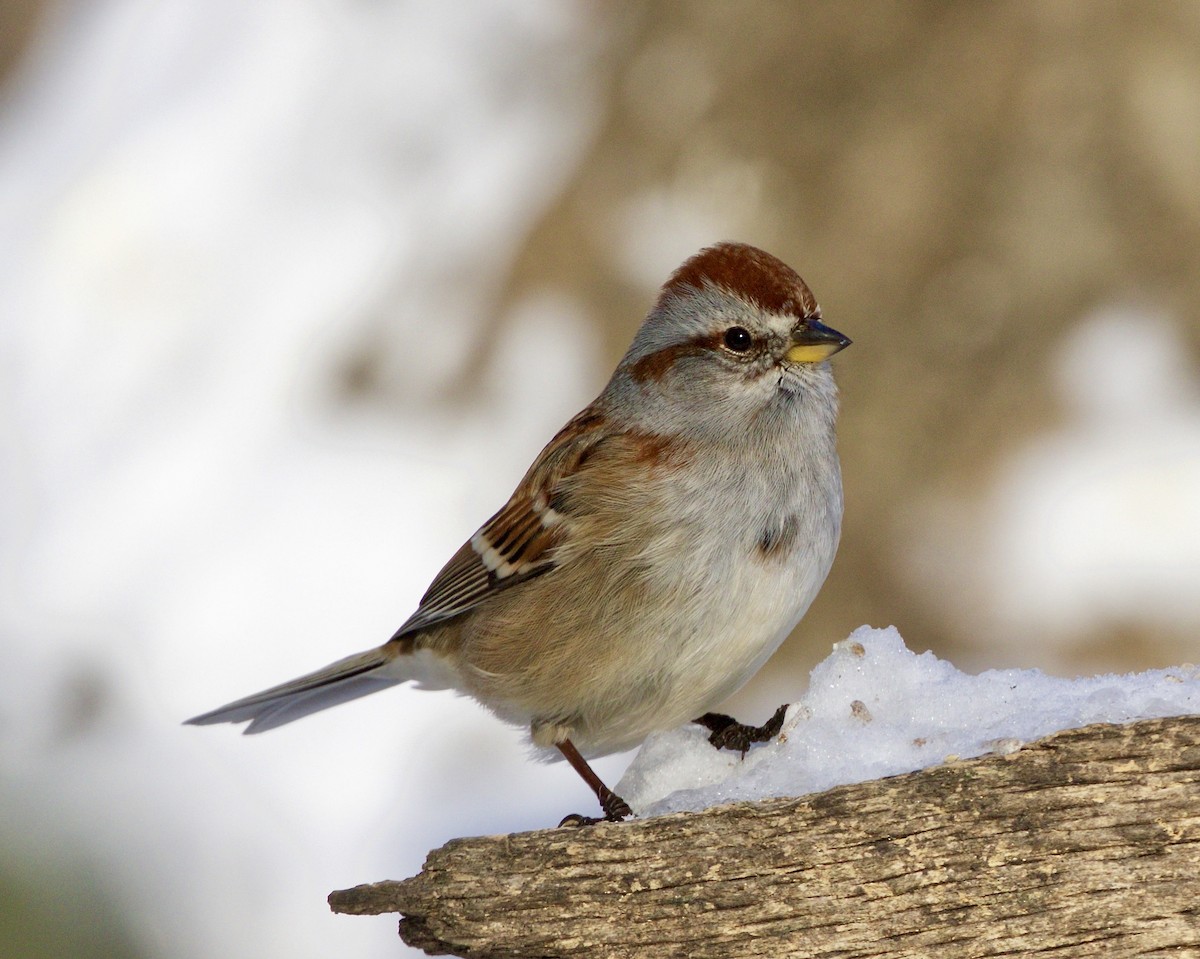 American Tree Sparrow - ML515684621