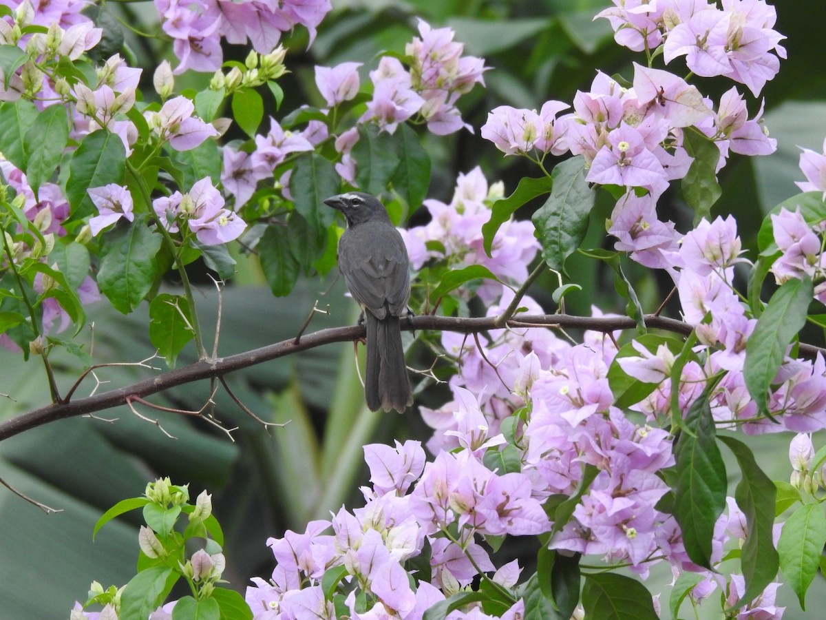 Cinnamon-bellied Saltator - ML515684781
