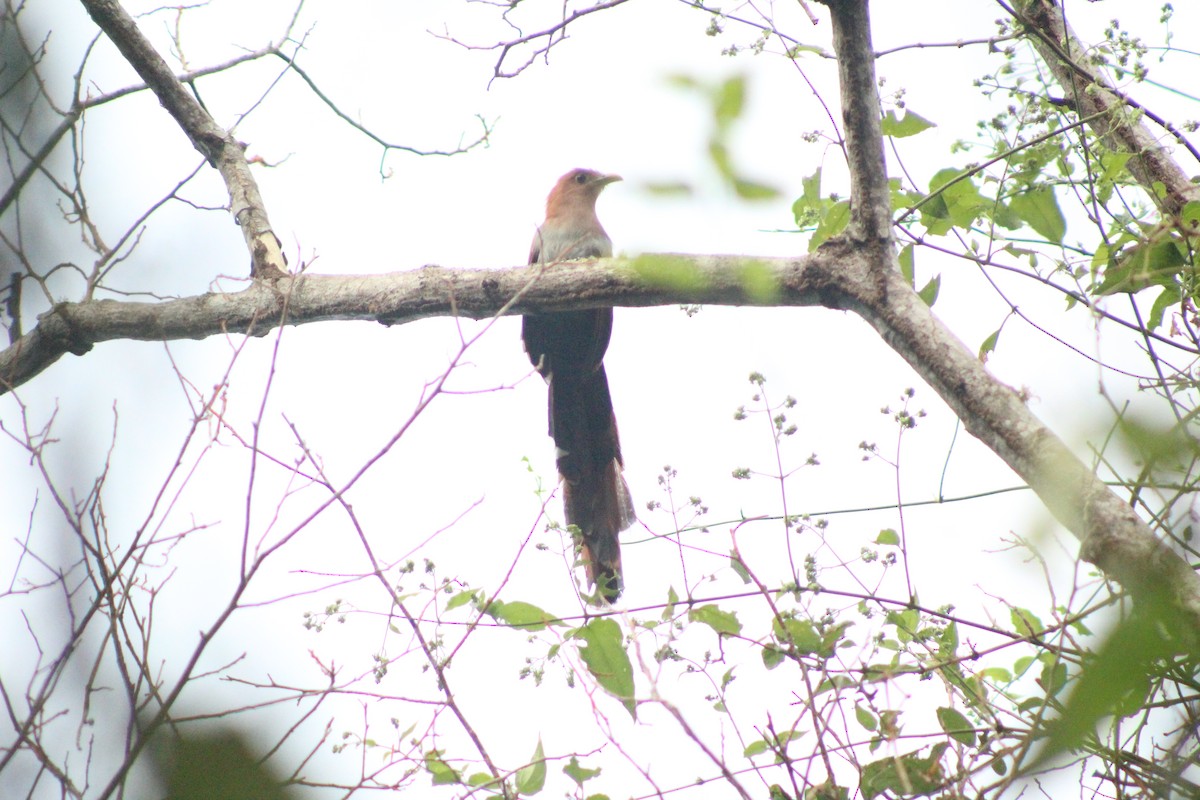 Squirrel Cuckoo - ML515684961