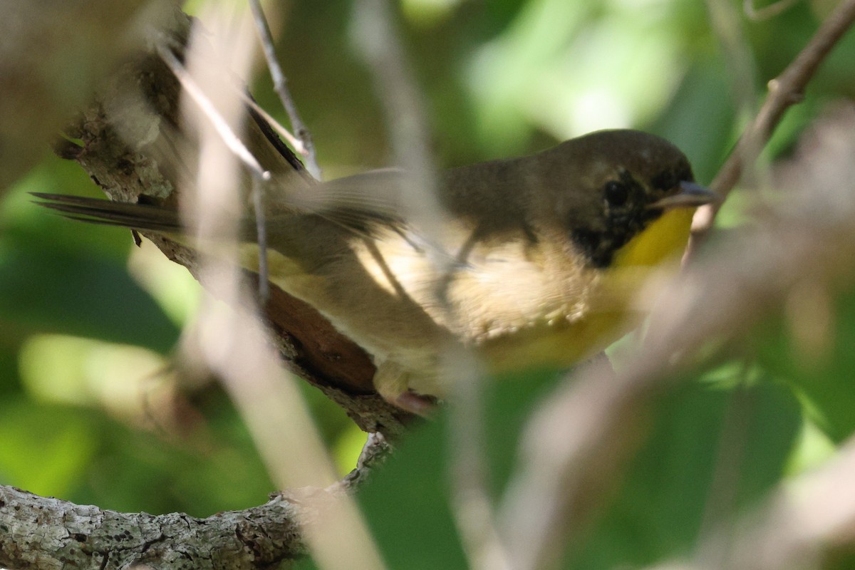 Common Yellowthroat - ML515685271