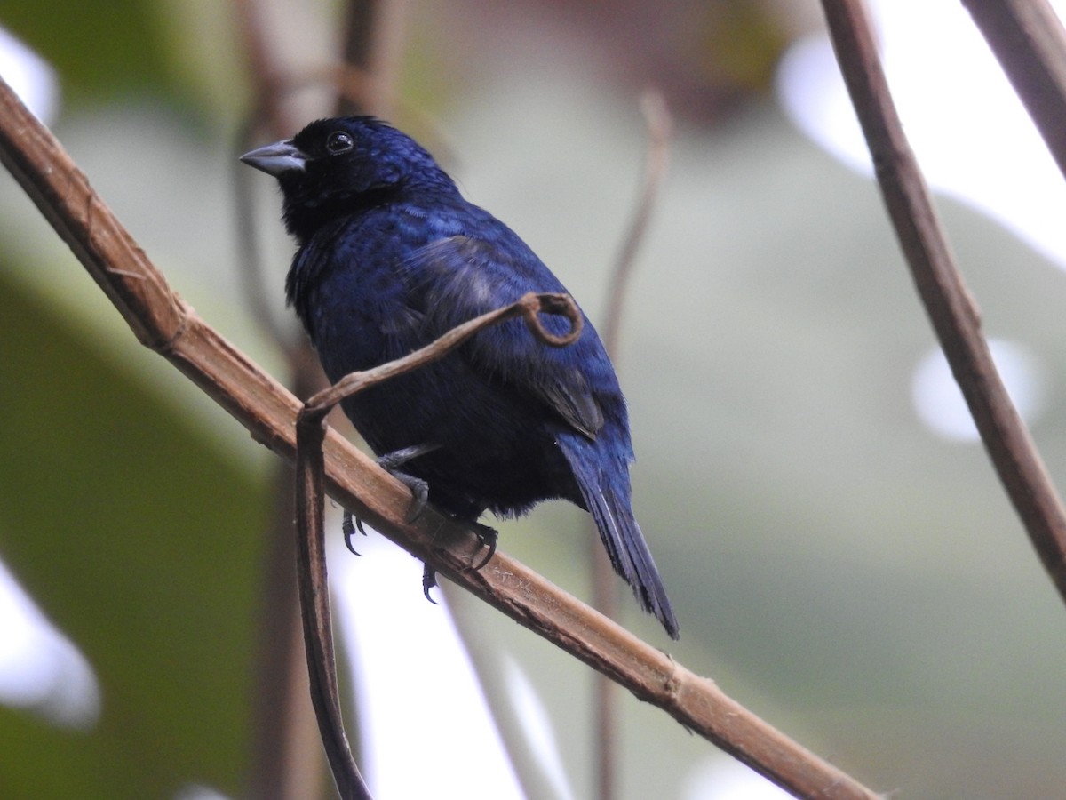 Blue-black Grassquit - ML515685341