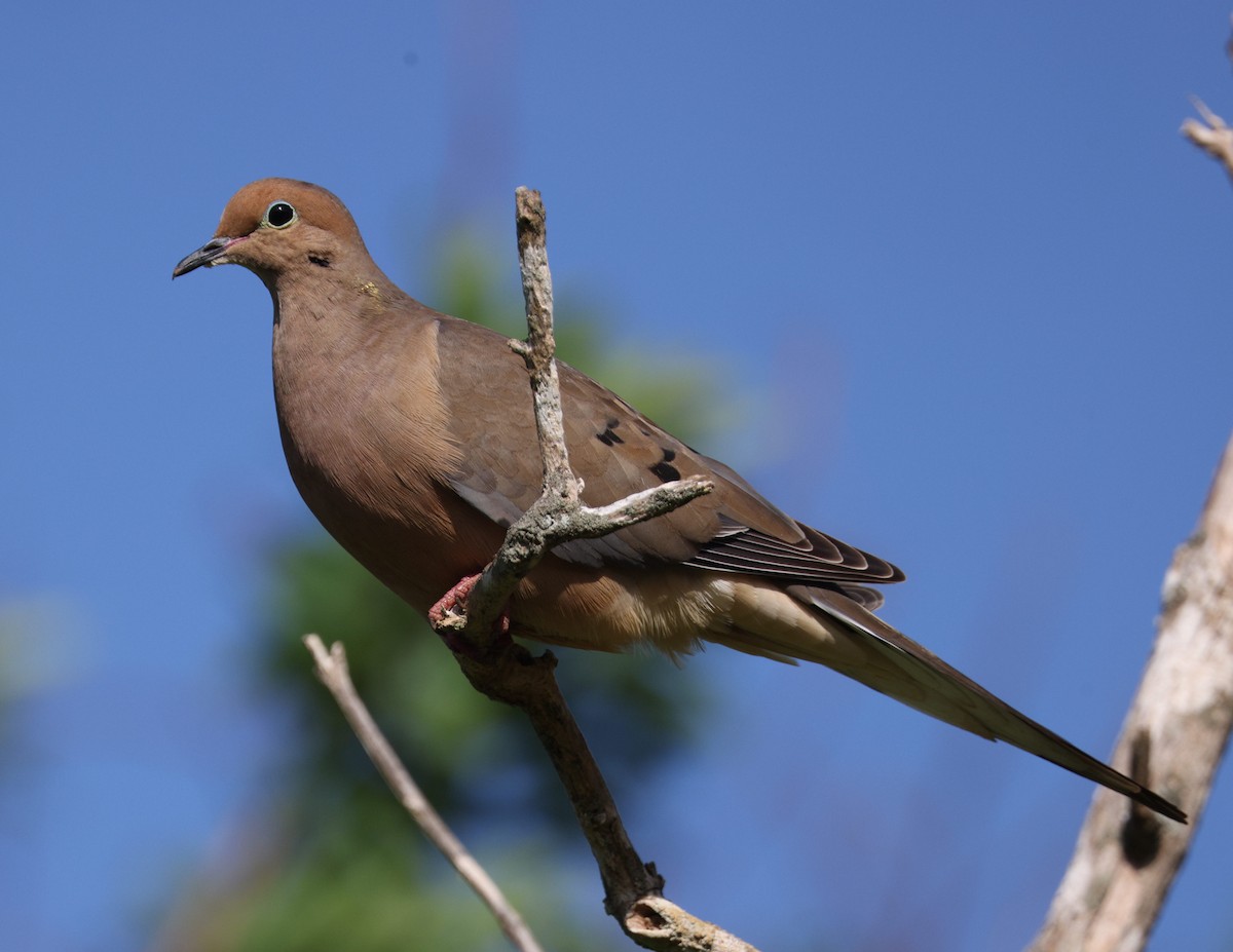 Mourning Dove - ML515685451