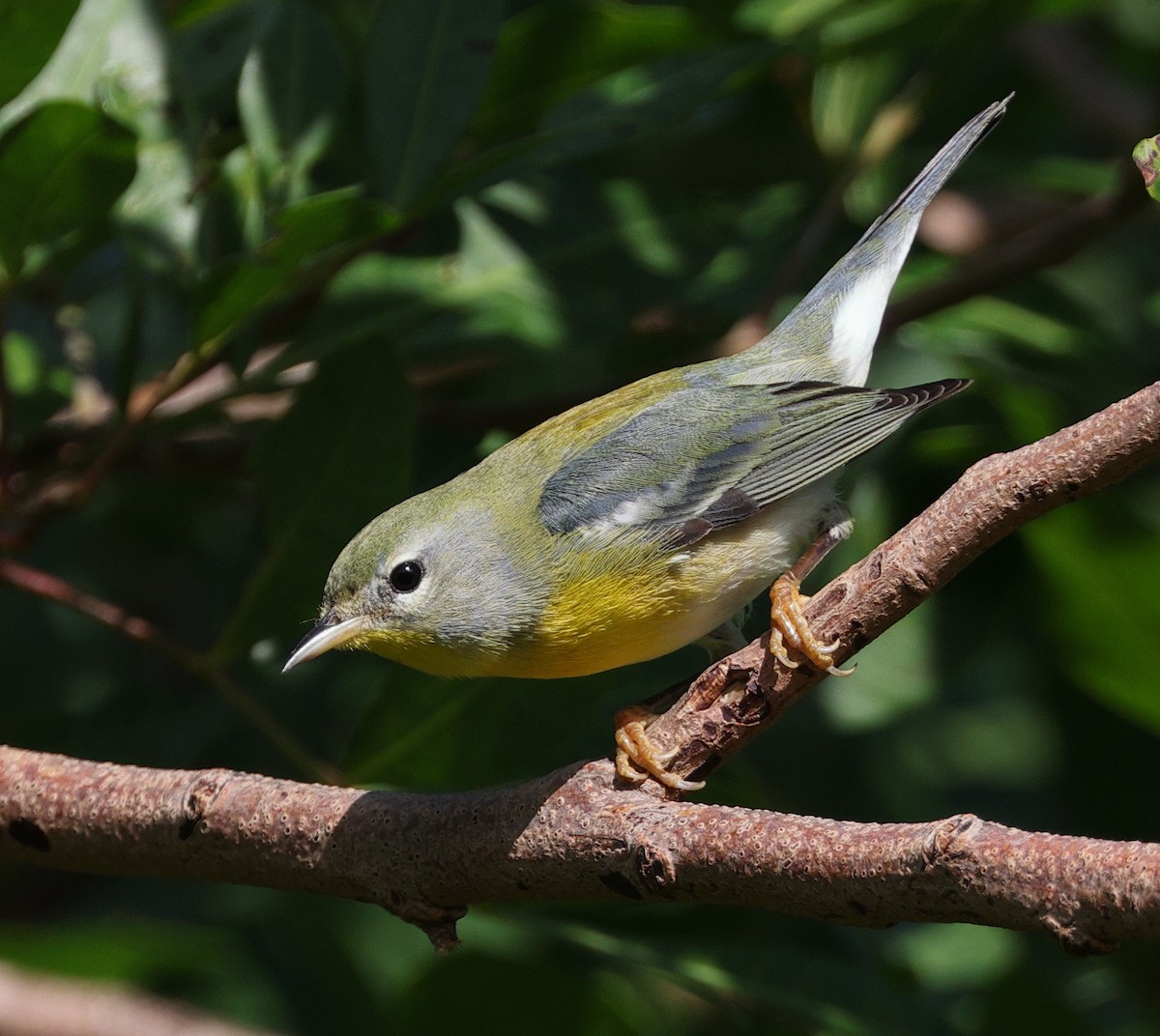 Northern Parula - ML515685621