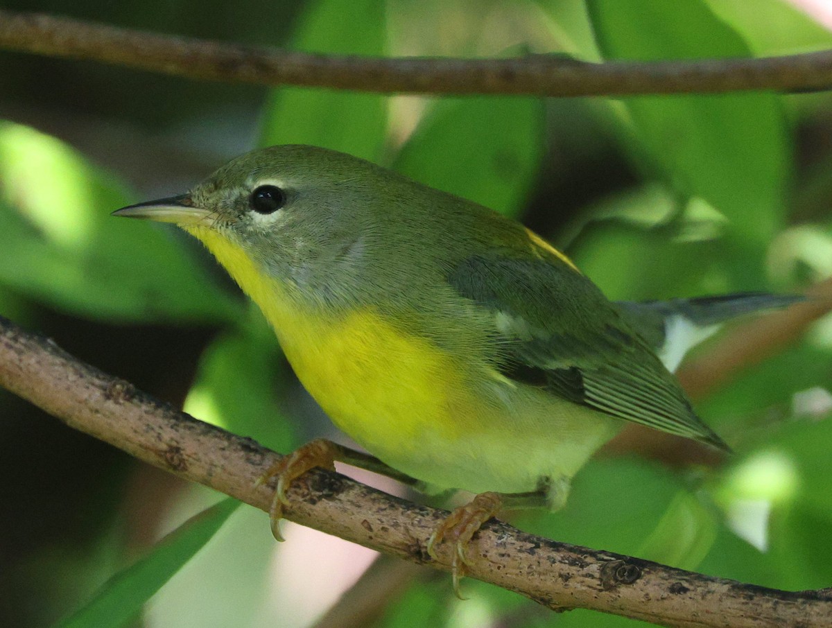 Northern Parula - ML515685641