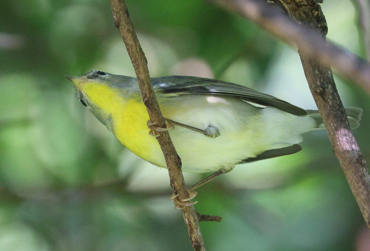 Northern Parula - ML515685651